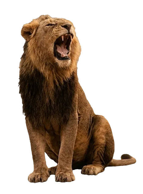 Asiatic Lion at Sasan Gir